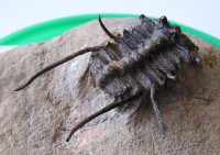 /album/kepgaleria-fenykepgaleria2/trilobita-ceratonurus-1-3-jpg/